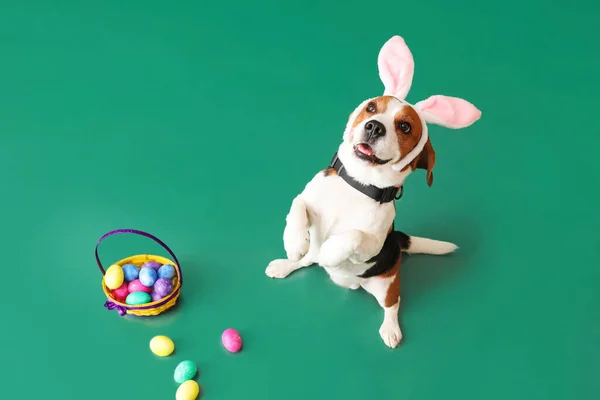 Tavşan Kulaklı Komik Beagle Köpeği Yeşil Arka Planda Paskalya Yumurtaları — Stok fotoğraf