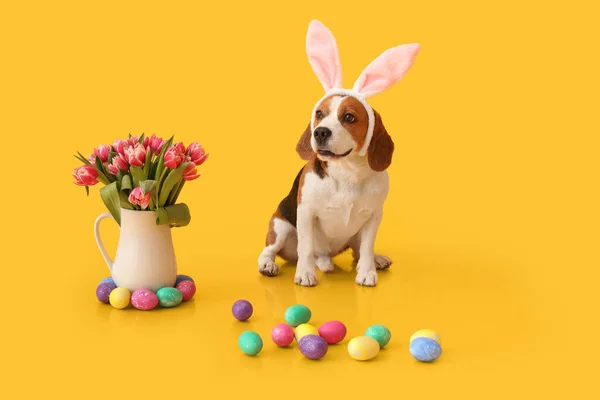 Śmieszny Pies Beagle Uszami Króliczka Pisanki Tulipany Wazonie Żółtym Tle — Zdjęcie stockowe