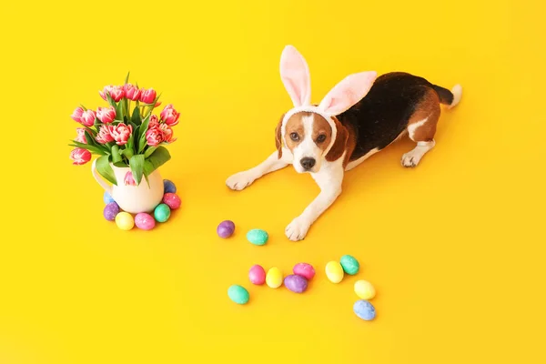 有趣的小猎犬 有兔子耳朵 复活节蛋和黄色背景的花瓶中的郁金香 — 图库照片