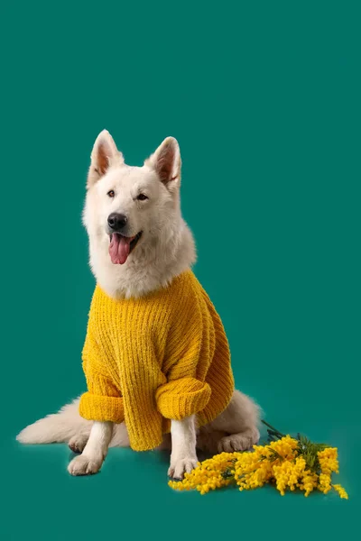 Cute Dog Sweater Flowers Green Background — Stock Photo, Image