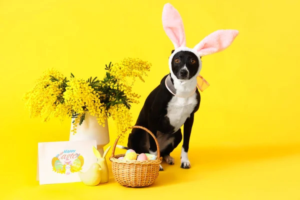 Cão Bonito Com Ovos Páscoa Flores Mimosa Vaso Cartão Saudação — Fotografia de Stock