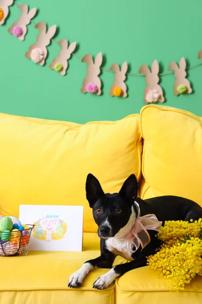 Милая Собака Цветами Мимозы Поздравительная Открытка Пасхальные Яйца Корзине Лежат — стоковое фото
