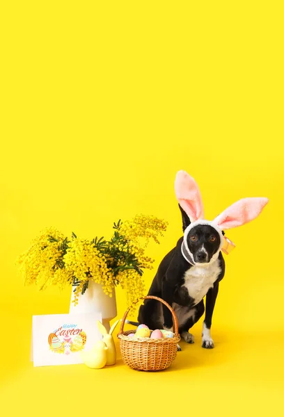 Cão Bonito Com Ovos Páscoa Flores Mimosa Vaso Cartão Saudação — Fotografia de Stock