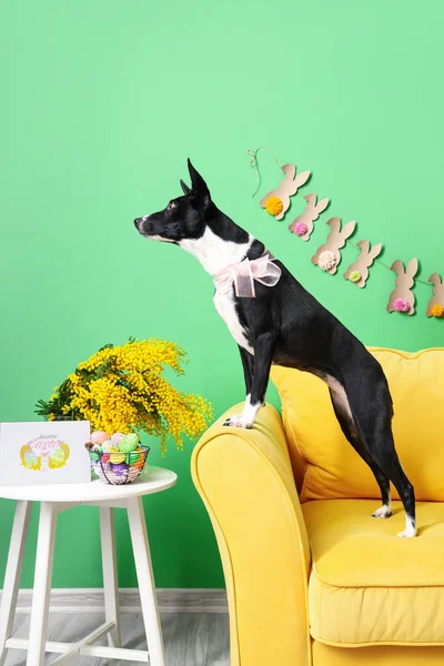 Χαριτωμένο Σκυλί Στον Καναπέ Τραπέζι Λουλούδια Μιμόζα Πασχαλινά Αυγά Και — Φωτογραφία Αρχείου