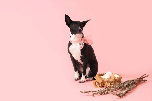 Милая Собака Пасхальными Яйцами Корзине Ивовыми Ветвями Розовом Фоне — стоковое фото