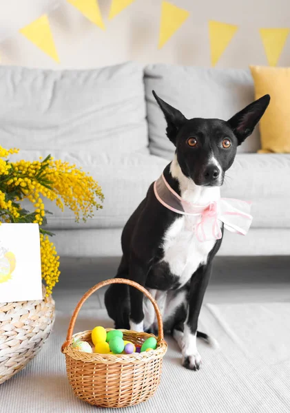 Cute Dog Basket Easter Eggs Home — Stock Photo, Image