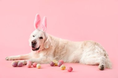 Tavşan kulaklı sevimli köpek ve renkli Paskalya yumurtaları.
