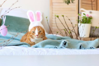 Tavşan kulaklı şirin kedi yatakta yatıyor. Paskalya tatili