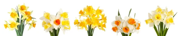 Set Van Prachtige Narcissen Bloemen Geïsoleerd Wit — Stockfoto