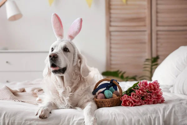 Tavşan Kulaklı Sevimli Köpek Paskalya Yumurtaları Lale Çiçekleri Evde — Stok fotoğraf