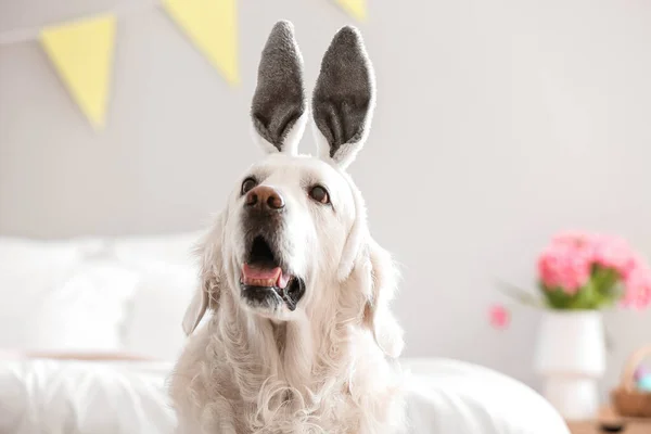 Evde Tavşan Kulaklı Sevimli Bir Köpek Paskalya Kutlaması — Stok fotoğraf