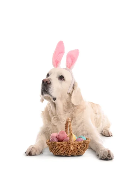 可爱的狗 长着兔子耳朵 有复活节彩蛋 背景是白色的 — 图库照片