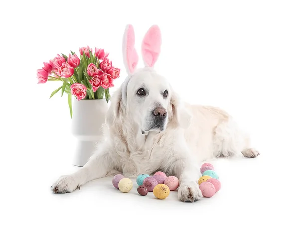 Cão Adorável Com Orelhas Coelho Ovos Páscoa Flores Tulipa Fundo — Fotografia de Stock