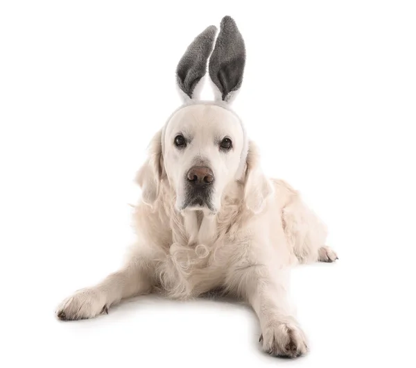 Uroczy Pies Króliczymi Uszami Białym Tle Wielkanoc — Zdjęcie stockowe