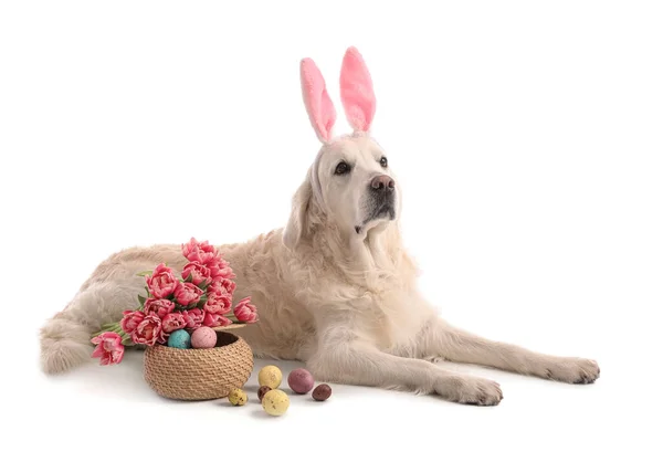 可爱的狗 有小兔子耳朵 复活节蛋和白色背景的郁金香花 — 图库照片