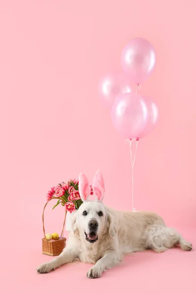 Adorable Chien Avec Oeufs Pâques Fleurs Tulipes Ballons Sur Fond — Photo