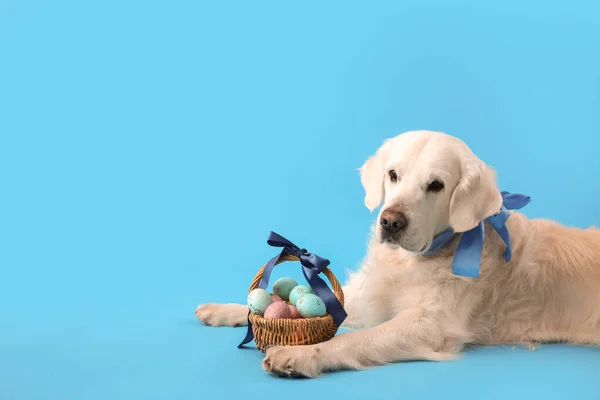 Adorable Chien Avec Oeufs Pâques Dans Panier Sur Fond Couleur — Photo