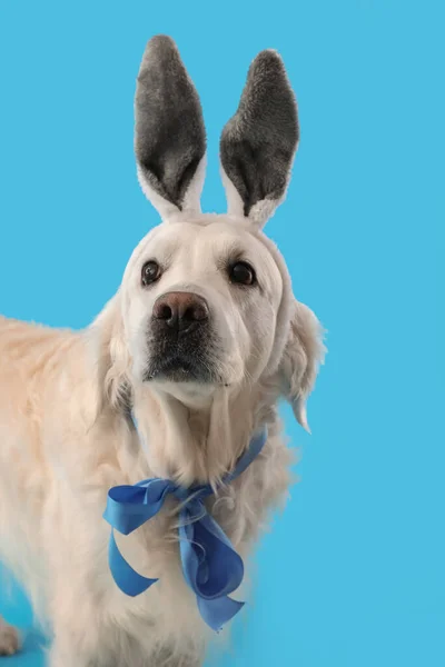 可爱的狗 有兔子耳朵的颜色背景 复活节庆祝活动 — 图库照片