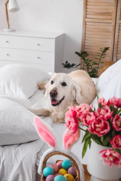 Очаровательная Собака Постели Дома Пасхальный Праздник — стоковое фото