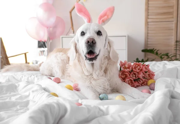 可爱的狗 有兔子耳朵 复活节彩蛋和郁金香花在家里的床上 — 图库照片