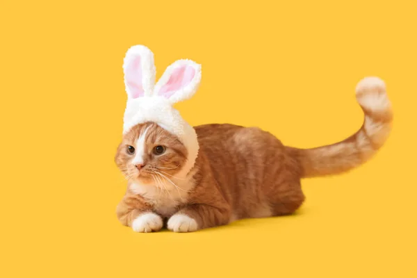 Cute Cat Bunny Ears Yellow Background — Stock Photo, Image