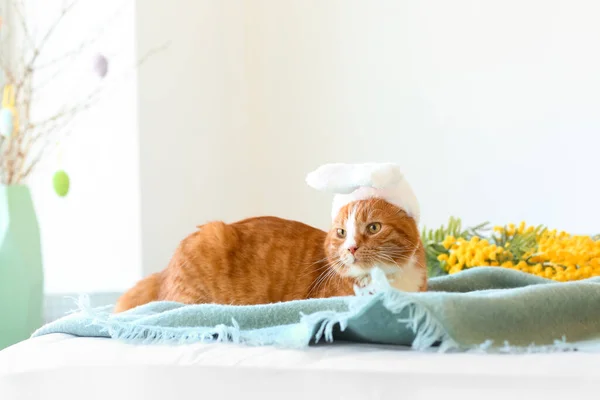 Cute Cat Bunny Ears Lying Bed Easter Holiday — Stock Photo, Image