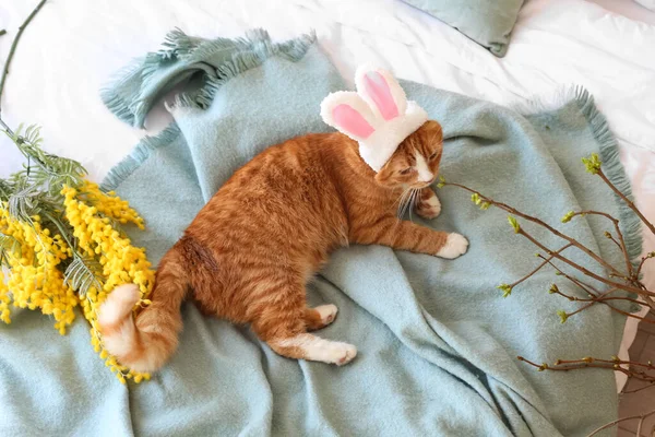 兔子耳朵里有可爱的猫 有树枝 床上有模仿花 复活节假期 — 图库照片