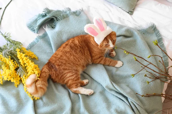 Gato Bonito Orelhas Coelho Com Galhos Árvore Flores Mimosa Deitado — Fotografia de Stock