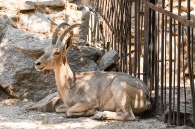 Hayvanat bahçesinde vahşi keçi