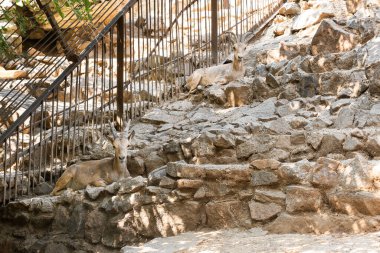Hayvanat bahçesinde vahşi keçiler