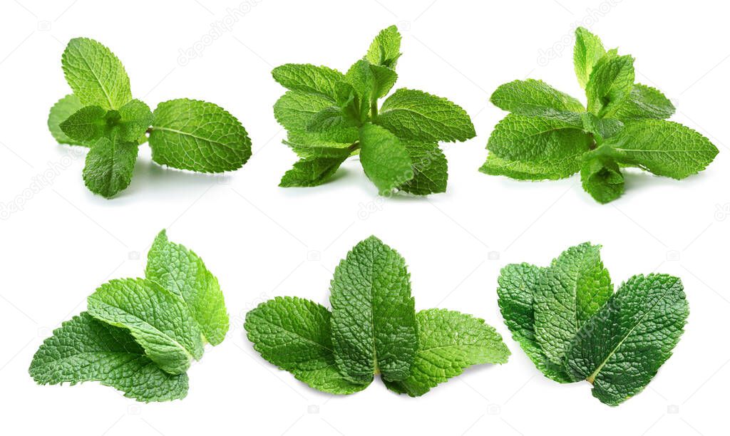 Green mint leaves on white background