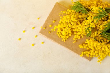 Açık arkaplanda güzel mimoza dalları