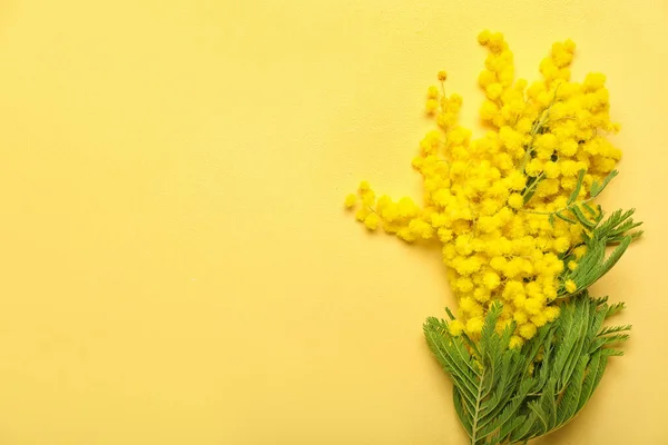 Ramo Mimosa Bonita Fundo Amarelo — Fotografia de Stock
