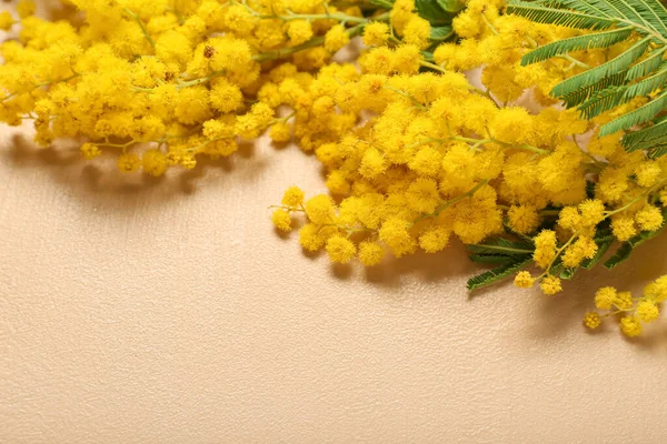 Renkli Arka Planda Güzel Mimoza Dalı Yakın Plan — Stok fotoğraf