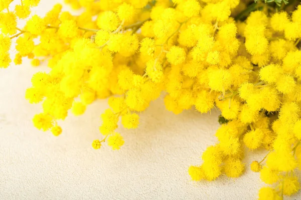 Hafif Arka Planda Güzel Mimoza Dalı Yakın Plan — Stok fotoğraf