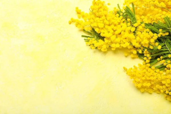 Renkli Arkaplanda Güzel Mimoza Dalları — Stok fotoğraf
