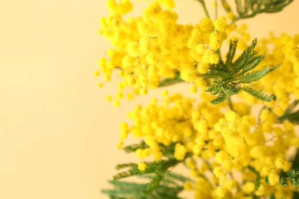 Bej Arka Planda Güzel Bir Mimoza Dalı Yakın Plan — Stok fotoğraf