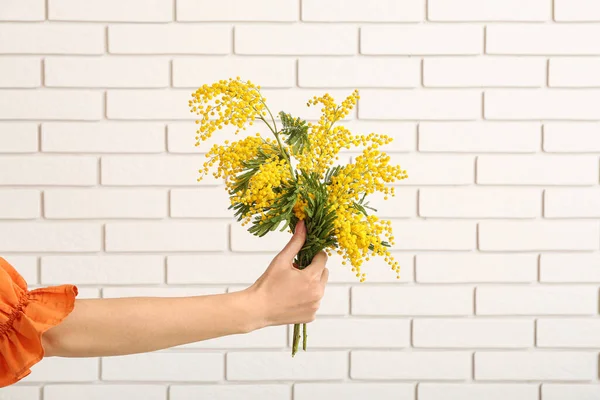 Woman Holding Beautiful Mimosa Branches Light Brick Background — Stock Photo, Image