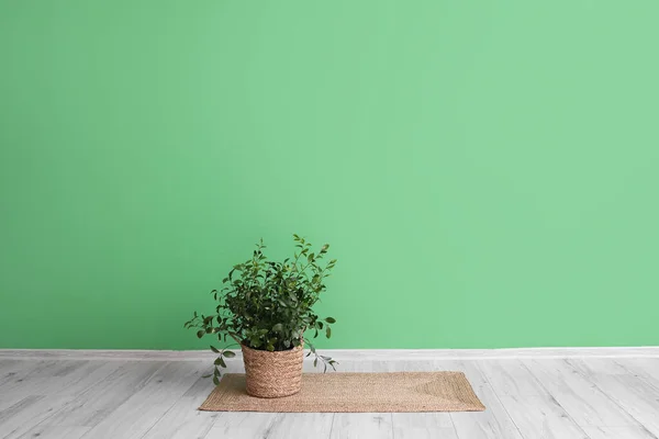 Houseplant Carpet Green Wall Big Room — Stock Photo, Image