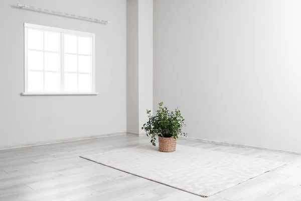 Houseplant Carpet Light Wall Big Empty Room — Stock Photo, Image