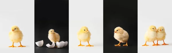 Collage Cute Chicks Black White Background — Stock Photo, Image
