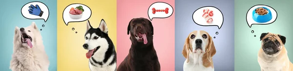 Lindos Perros Soñando Con Comida Aseo Juguetes Fondo Color — Foto de Stock