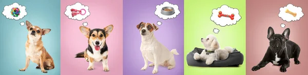 Niedliche Hunde Träumen Von Futter Und Spielzeug Auf Farbigem Hintergrund — Stockfoto