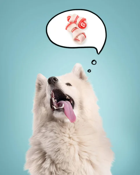 Cute Fluffy Samoyed Dog Dreaming Snacks Color Background — Stock Photo, Image