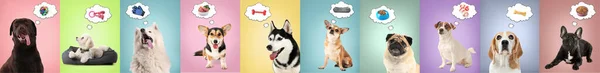 Cani Svegli Sognando Accessori Animali Domestici Sfondo Colore — Foto Stock