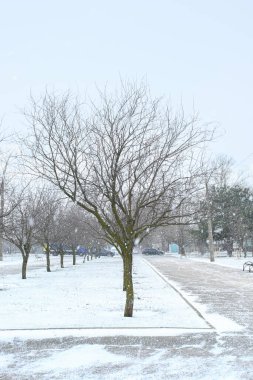 Karlı bir günde ağaçlarla dolu bir sokak.