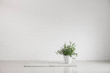 Ev bitkisi ve halı büyük odada beyaz tuğla duvarın yanında.