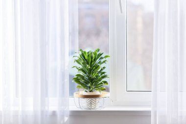 Pencere kenarında güzel yeşil saksısı olan
