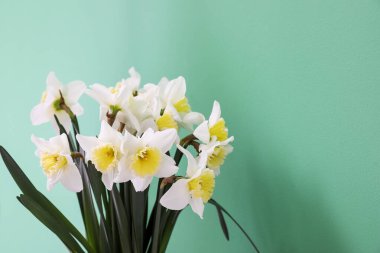 Bir buket nergis çiçekleri yeşil arka planda