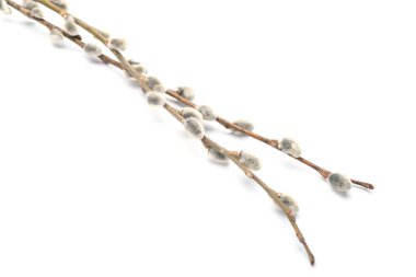 Pussy willow branches with catkins on white background, closeup